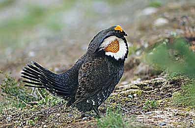 Ptarmigan